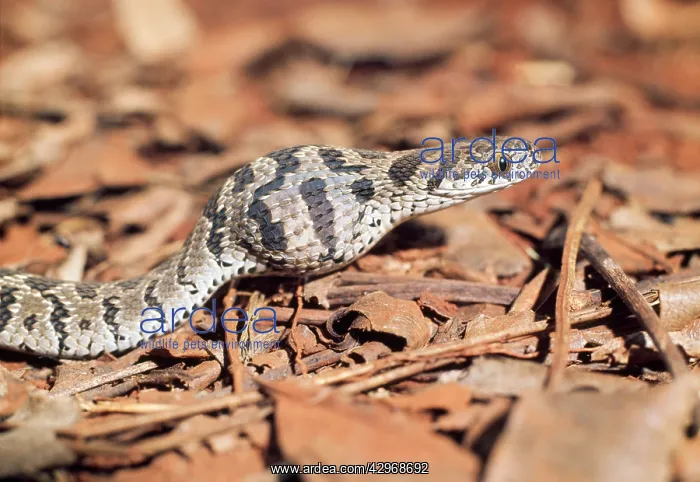 : Egg-eating Snake - showing egg having been swallowed : Egg-eating Snake - showing egg having been swallowed