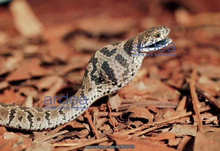 : Egg-eating Snake - showing egg having been swallowed : Egg-eating Snake - showing egg having been swallowed