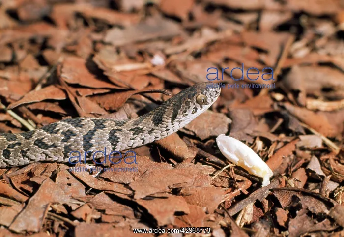 : Egg-eating Snake - showing empty egg shell having : Egg-eating Snake - showing empty egg shell having