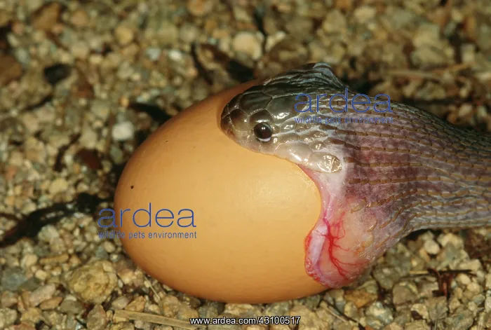 : Egg-eating Snake swallowing chicken egg : Egg-eating Snake swallowing chicken egg