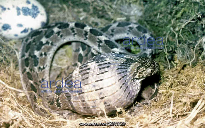 : Egg Eating Snake - swallowing the egg and beginning : Egg Eating Snake - swallowing the egg and beginning