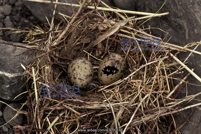  : Egg with eyes