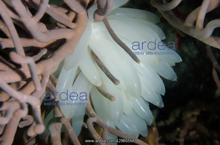 : Egg mass of Bigfin Reef Squid - Kahuku dive site : Egg mass of Bigfin Reef Squid - Kahuku dive site