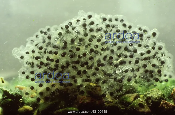 : Egg mass of Northern Leopard Frog : Egg mass of Northern Leopard Frog