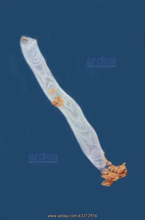 : Egg mass of sea slug - Kubu, Tulamben, Karangasem Regency, B : Egg mass of sea slug - Kubu, Tulamben, Karangasem Regency, B