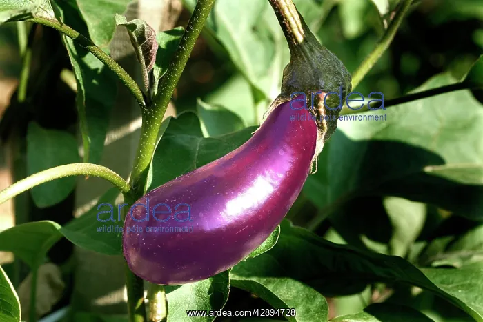 : Egg plant / Aubergine : Egg plant / Aubergine
