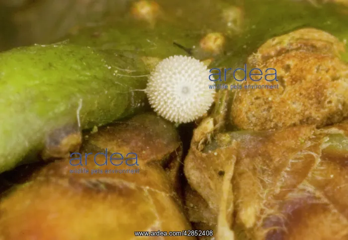 : Egg of Purple Hairstreak - on oak bud : Egg of Purple Hairstreak - on oak bud