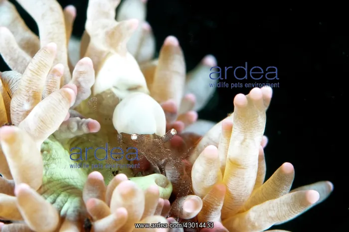  : Egg Shell Shrimp camouflaged on coral