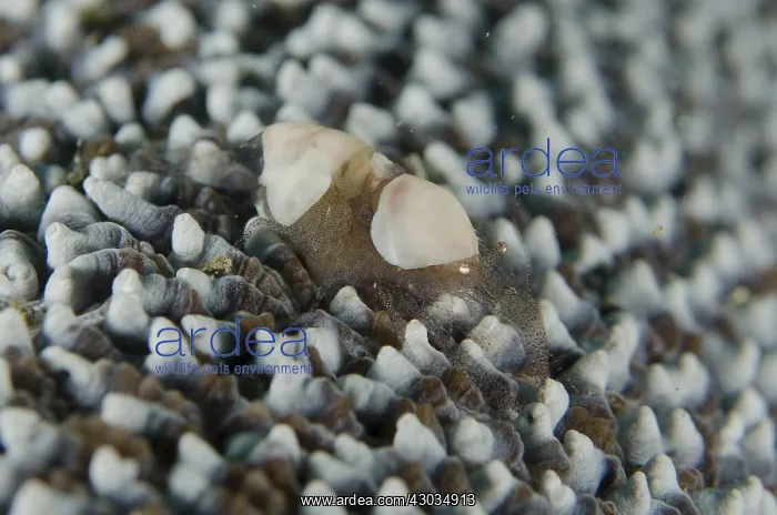 : Egg Shell Shrimp - on coral - Tasi Tolu dive : Egg Shell Shrimp - on coral - Tasi Tolu dive
