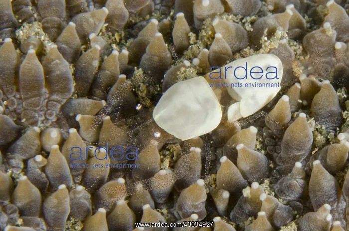 : Egg Shell Shrimp - on coral - Tasi Tolu dive : Egg Shell Shrimp - on coral - Tasi Tolu dive