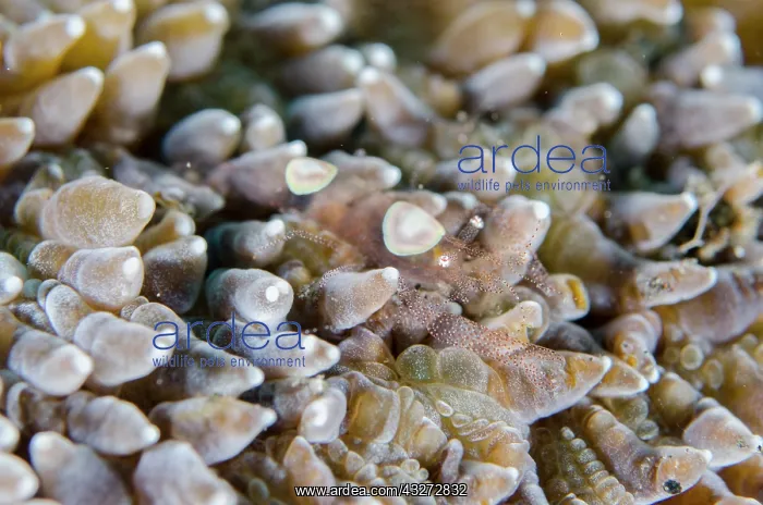 : Egg Shell Shrimp - on Mushroom Coral (Fungia sp) - Kubu, Tul : Egg Shell Shrimp - on Mushroom Coral (Fungia sp) - Kubu, Tul