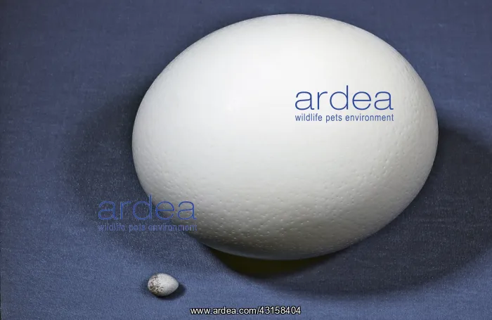 : Egg Size Comparison : Egg Size Comparison