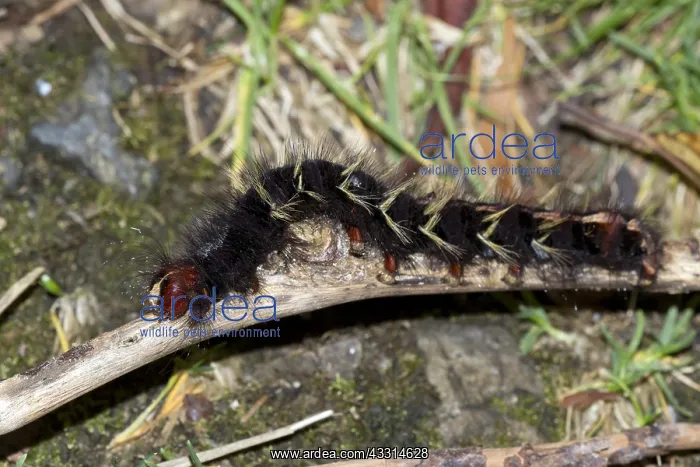 : Eggar (Lasiocampidae sp.), Kinabalu National Park : Eggar (Lasiocampidae sp.), Kinabalu National Park