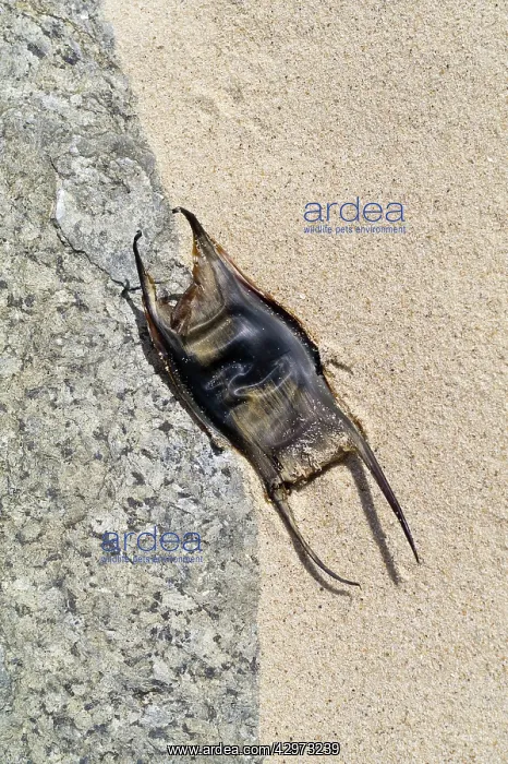 : Eggcase of skate : Eggcase of skate