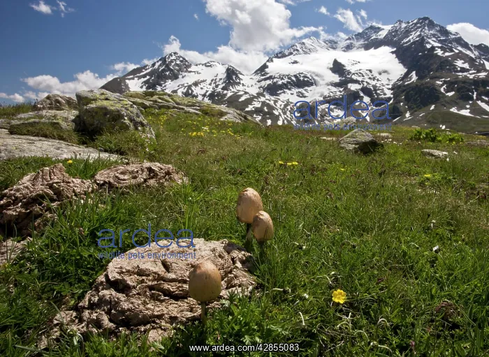 : the egghead mottlegill on cow dung at high altitude : the egghead mottlegill on cow dung at high altitude