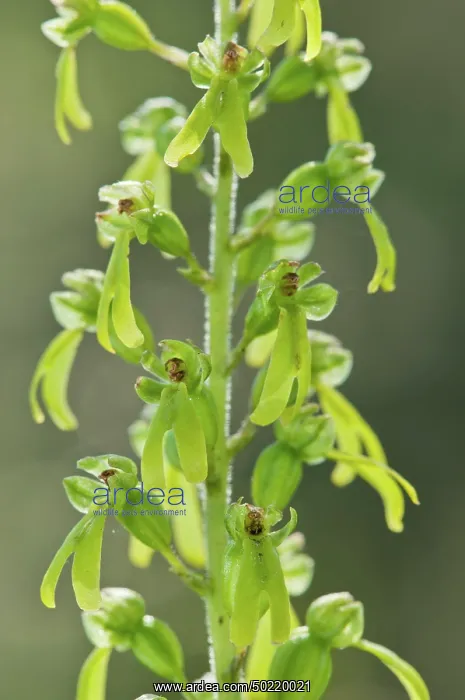 : Eggleaf twayblade (Listera ovata) inflorescence particular, Liguria, Italy : Eggleaf twayblade (Listera ovata) inflorescence particular, Liguria, Italy