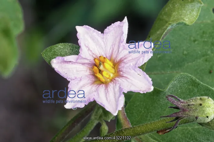 : Eggplant Flowers : Eggplant Flowers