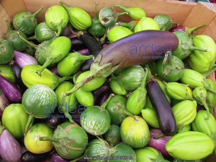 : Eggplant Variety : Eggplant Variety