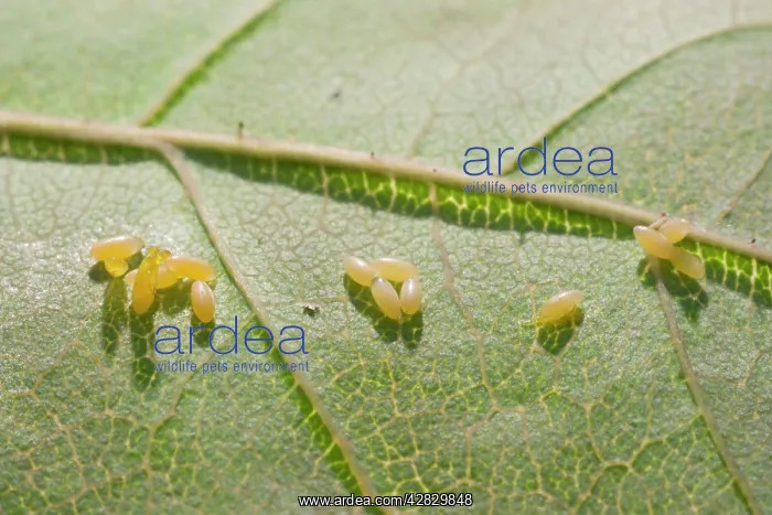 : Eggs of 2 Spot Ladybird on rose leaf : Eggs of 2 Spot Ladybird on rose leaf