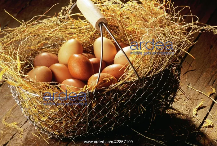  : Eggs in basket