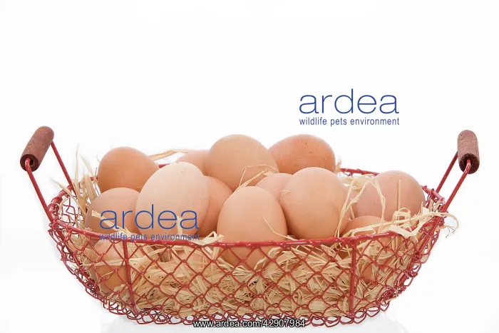  : Eggs - basket of eggs in studio