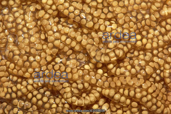 : Eggs of Beaked Toad (Rhinella, ex Bufo) - Montagne : Eggs of Beaked Toad (Rhinella, ex Bufo) - Montagne