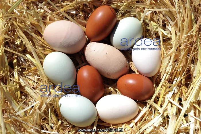 : Eggs of different breeds of hens in the straw - France : Eggs of different breeds of hens in the straw - France