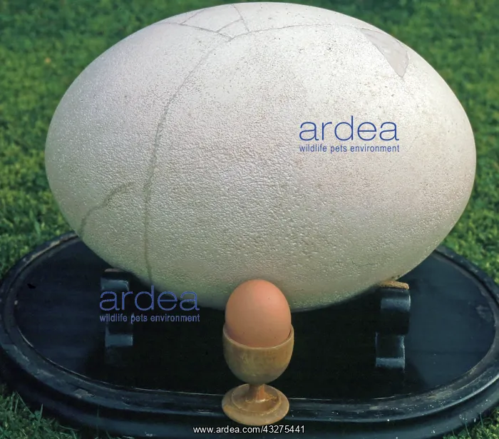  : Eggs of the extinct Elephant Bird and Domestic Fowl