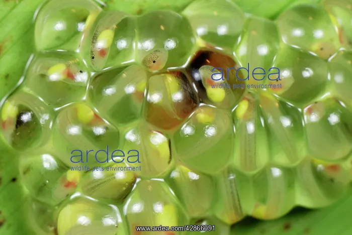  : Eggs - fully developed tadpoles of Fleischmann's Glass Frog