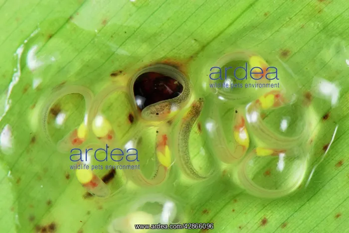 : Eggs - fully developed tadpoles of Fleischmann's Glass Frog : Eggs - fully developed tadpoles of Fleischmann's Glass Frog