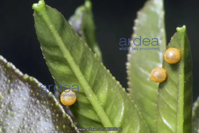 : Eggs of giant swallowtail : Eggs of giant swallowtail