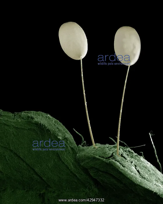 : Eggs of Green Lacewing : Eggs of Green Lacewing