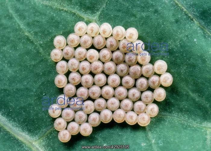  : Eggs of Hebrew Character Moth