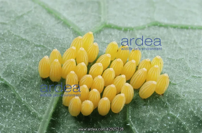 : Eggs of Large White Butterfly : Eggs of Large White Butterfly