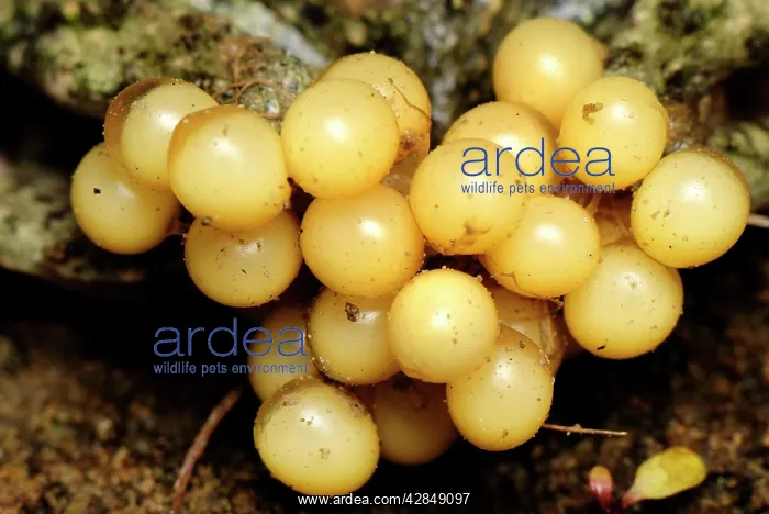 : eggs of Midwife Toad : eggs of Midwife Toad
