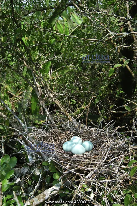 : Eggs of Reddish Egret : Eggs of Reddish Egret