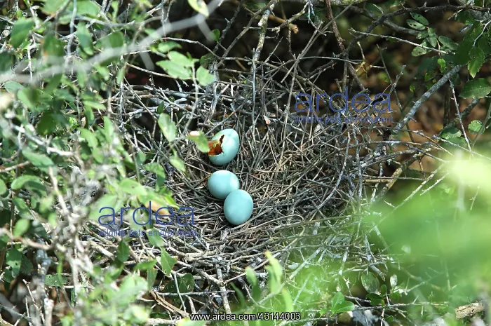 : Eggs of Reddish Egret showing predation : Eggs of Reddish Egret showing predation