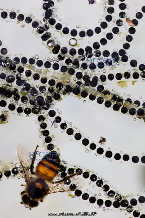 : eggs of SONORAN DESERT TOAD Incilius alvarius : eggs of SONORAN DESERT TOAD Incilius alvarius