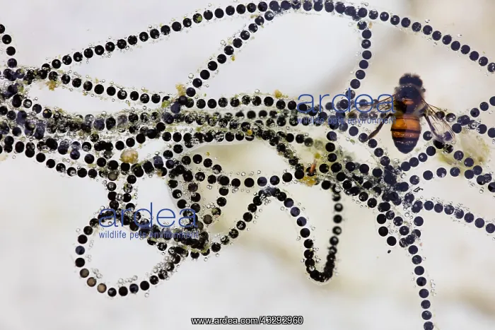 : eggs of SONORAN DESERT TOAD Incilius alvarius : eggs of SONORAN DESERT TOAD Incilius alvarius