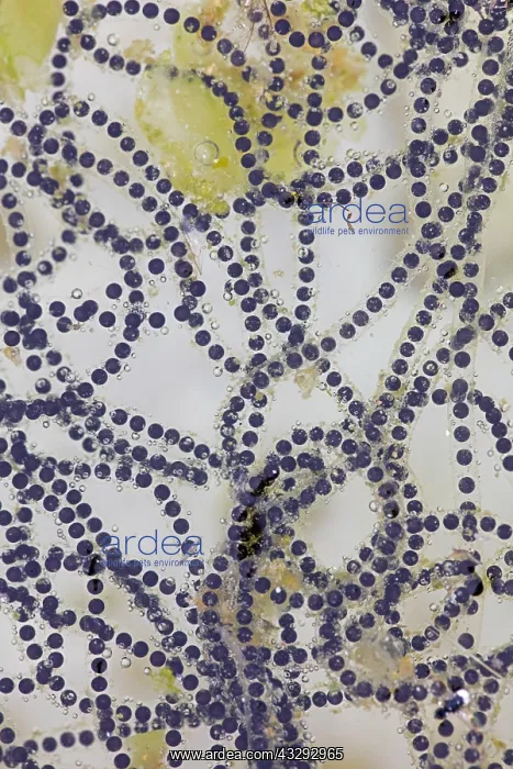 : eggs of SONORAN DESERT TOAD Incilius alvarius : eggs of SONORAN DESERT TOAD Incilius alvarius