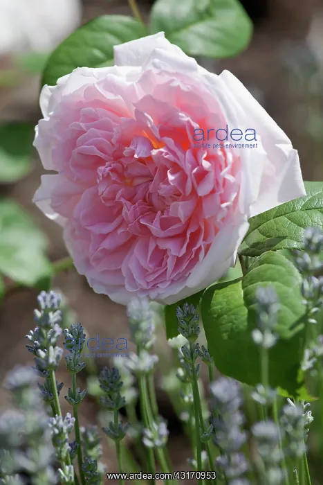 : Eglantyne rose, Rosa Eglantyne Ausmak, a single bloom back : Eglantyne rose, Rosa Eglantyne Ausmak, a single bloom back