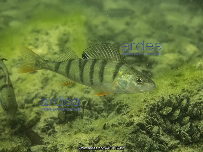 : Egli, perch, fish, Perca fluviatilis : Egli, perch, fish, Perca fluviatilis