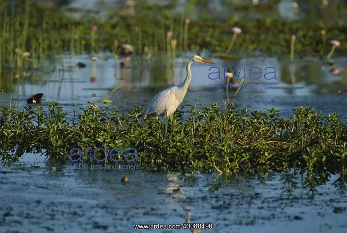 : Egret in Australia : Egret in Australia