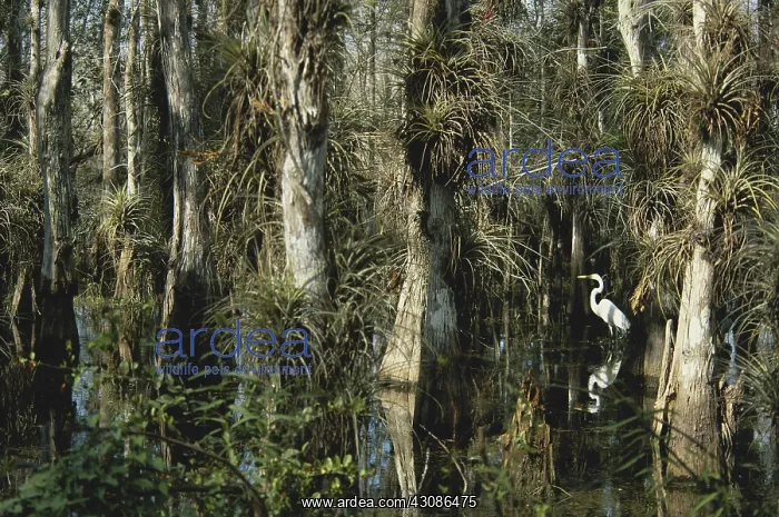 : Egret in Big Cypress : Egret in Big Cypress