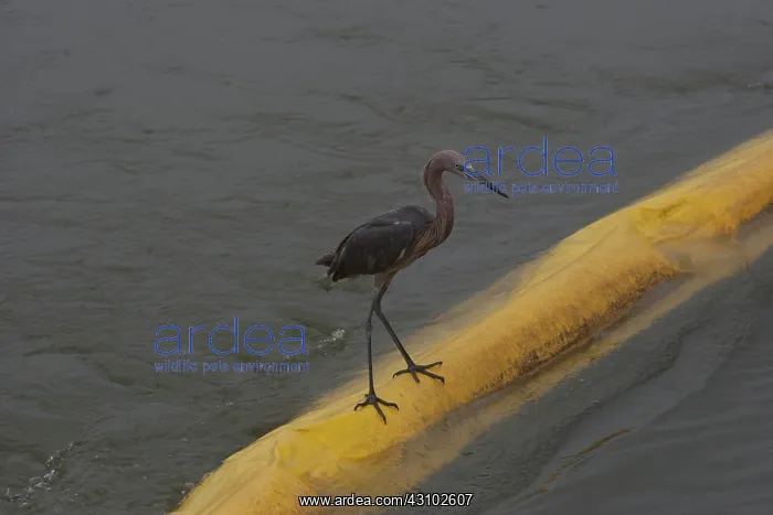 : Egret on Boom : Egret on Boom