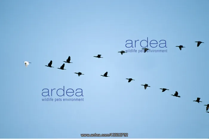 : EGRET AND CORMORANTS - flying in V-Formation : EGRET AND CORMORANTS - flying in V-Formation