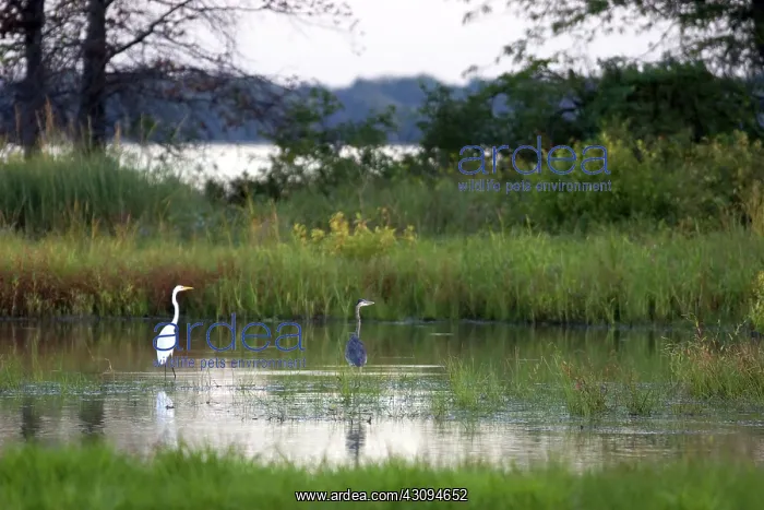 : Egret and Heron : Egret and Heron