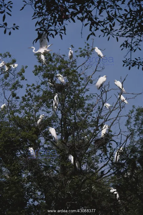 : Egret Nesting Colony : Egret Nesting Colony
