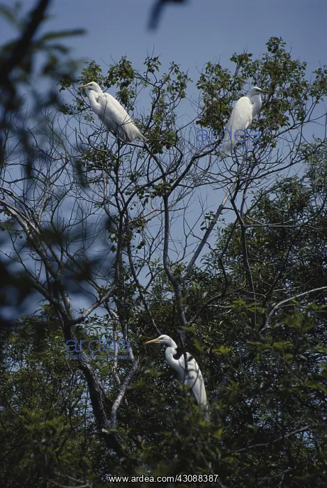 : Egret Nesting Colony : Egret Nesting Colony