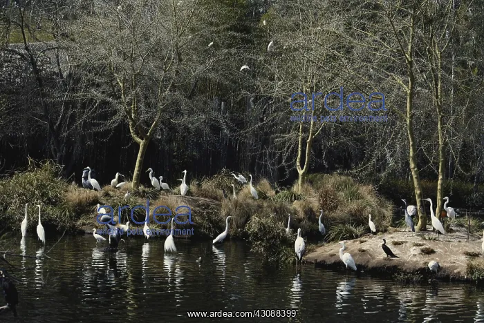 : Egret Nesting Colony : Egret Nesting Colony
